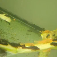 esfahan pleco|ماهی|اصفهان, ارزنان|دیوار