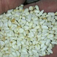 گوشه یا بذر گلرنگ خارجی
