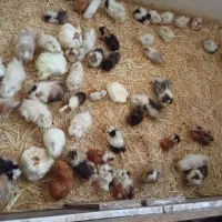 فروش مستقیم خوکچه هندی از سالن پرورش (بهترین قیمت)