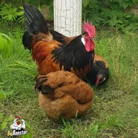 تخم نطفه دار نژاد وُروِرک