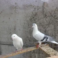 فروش کفتر نر
