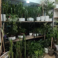 قفسه آهنی