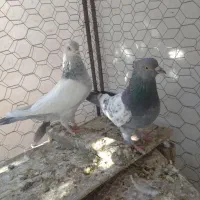 کبوتر سینه آبی، سینه سبز جفتی