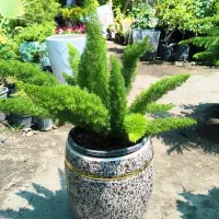 فروش انواع گل و گیاه زیر قیمت