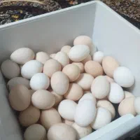 تخم مرغ محلی نتفدار