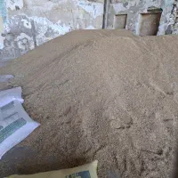 گندم بذری