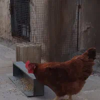 مرغ تخمگذار