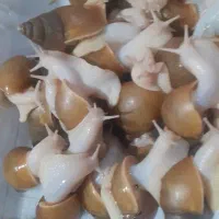 حلزون آلبینوآفریقایی ۴ تا ۵ سانتی