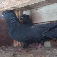 انواع کفتر قلاق کاکل بدرنگ طوقی سدی سرخ