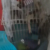 قفس پرنده