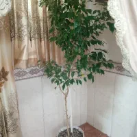 گل طبیعی