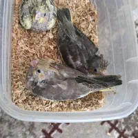 جوجه عروس سرلاکی