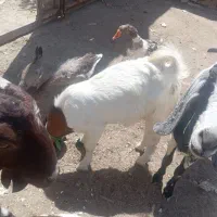 بز برا فروش