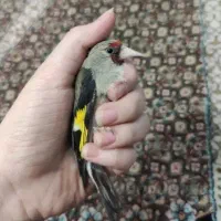 سهره ماده با قفس کوچیک
