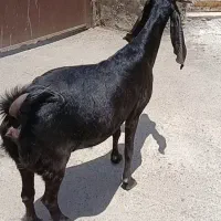 بز پاکستانی جوان