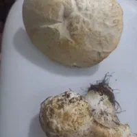 قارچ کما تازه