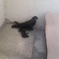 کبوتر قره بالا
