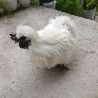 خروس ابریشمی