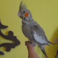 عروس هلندی جوجه