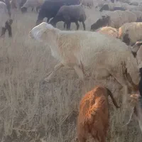 قوچ ۶ دندان