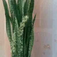 گل های آپارتمانی