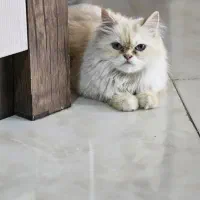 گربه پرشین اسکاتیش