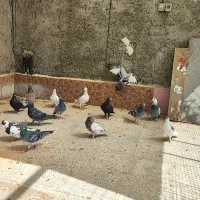 20تا کفتر پرشی فریمان