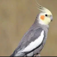 عروس هلندی