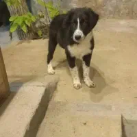 سگ ۳ ماهه باهوش نر