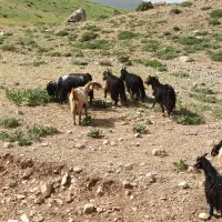 با سلام ۷ عدد بز جوان