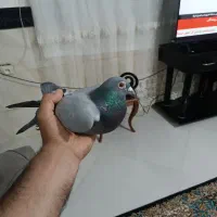 کبوتر مسافتی