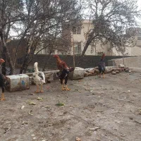 خروس لاری اصلی