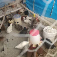 مرغ و خروس