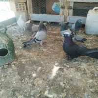 ی گل کبوتر پر  تضمینی