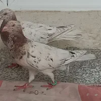 کبوتر