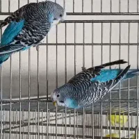 مرغ عشق|پرنده|رباط‌کریم, وهن آباد|دیوار