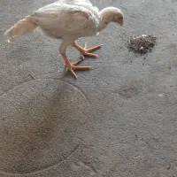 جوجه