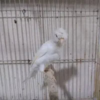 قناری