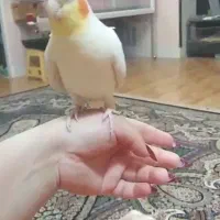 پدر شون پریده جوجه عروس 40 روزه نرمه خور