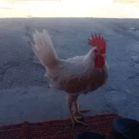 خروس