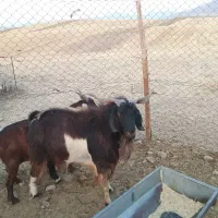 بز آبستن