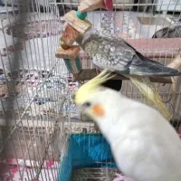 یک جفت عروس هلندی رام سخنگو