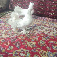 کبوتر دم چتری جفتی۲۵۰۰