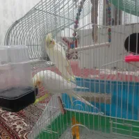 عروس هلندی