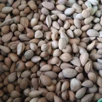 بادام کوهی تمییز