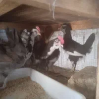 مرغ گلین وجه گلین