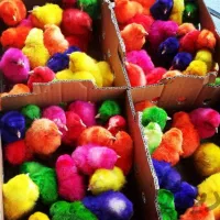 کارخانه تولیدی طیور جوجه رنگی محلی گلپایگان اردک