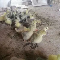 جوجه قو غاز