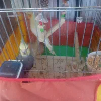 عروس هلندی