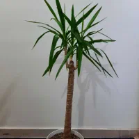 گیاه یوکا تنه دار بسیار خاص و زیبا